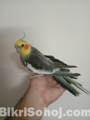 Big Size Gray Cocatel Adult Male